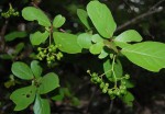 Ehretia amoena