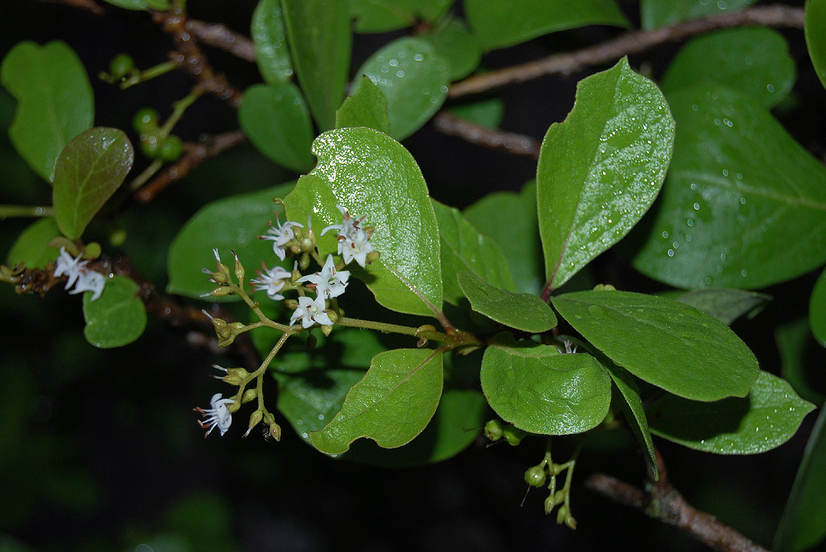 Ehretia amoena