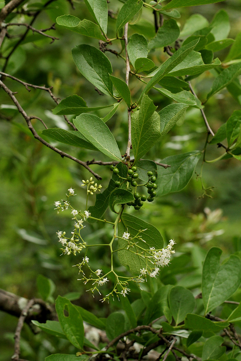 Ehretia amoena