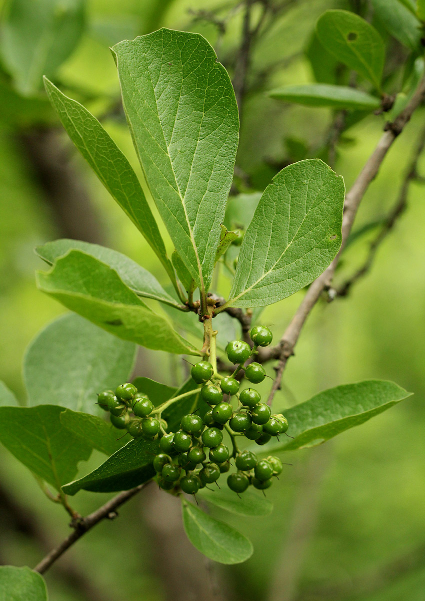 Ehretia amoena