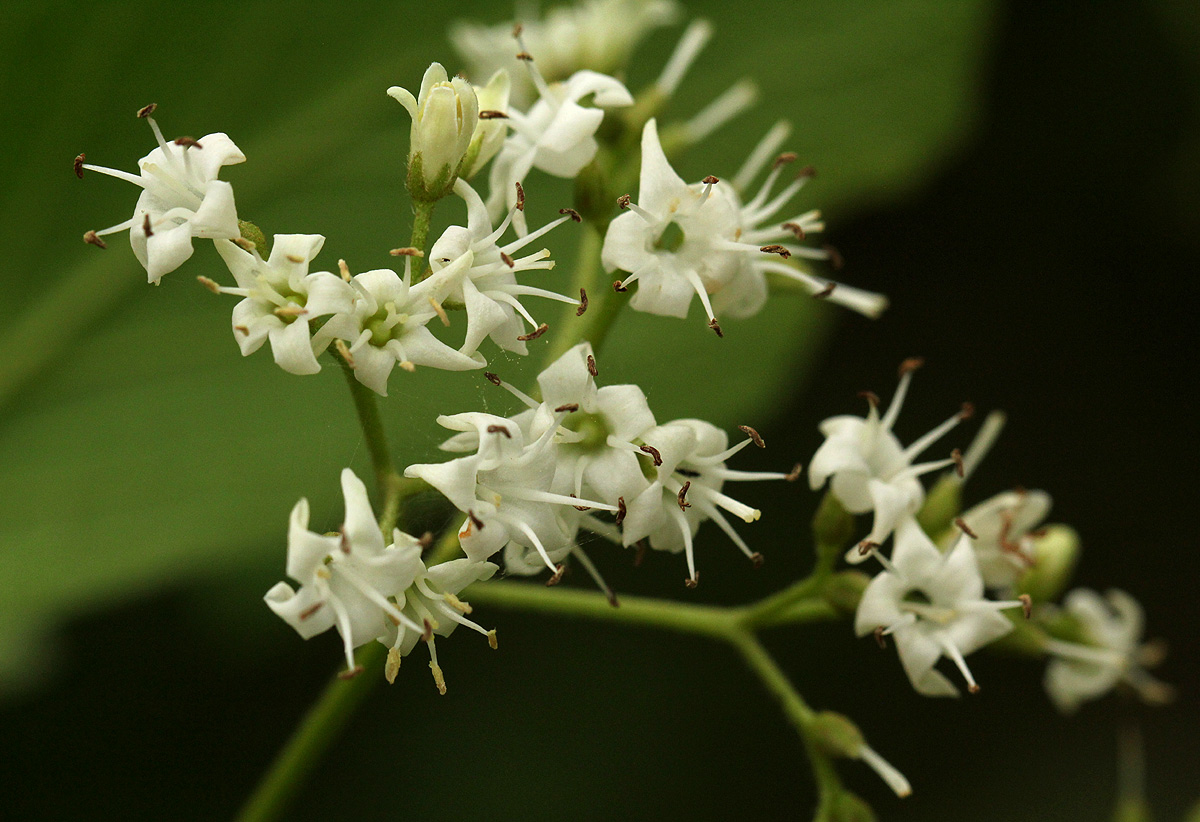 Ehretia amoena