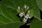 Ehretia obtusifolia