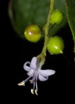 Ehretia obtusifolia