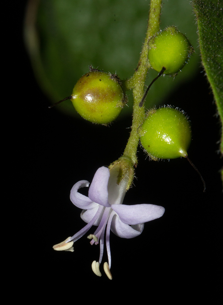 Ehretia obtusifolia
