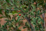 Ehretia rigida subsp. rigida