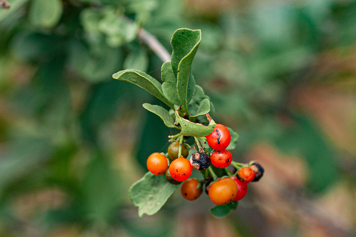 Ehretia rigida subsp. rigida