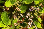 Ehretia rigida subsp. rigida