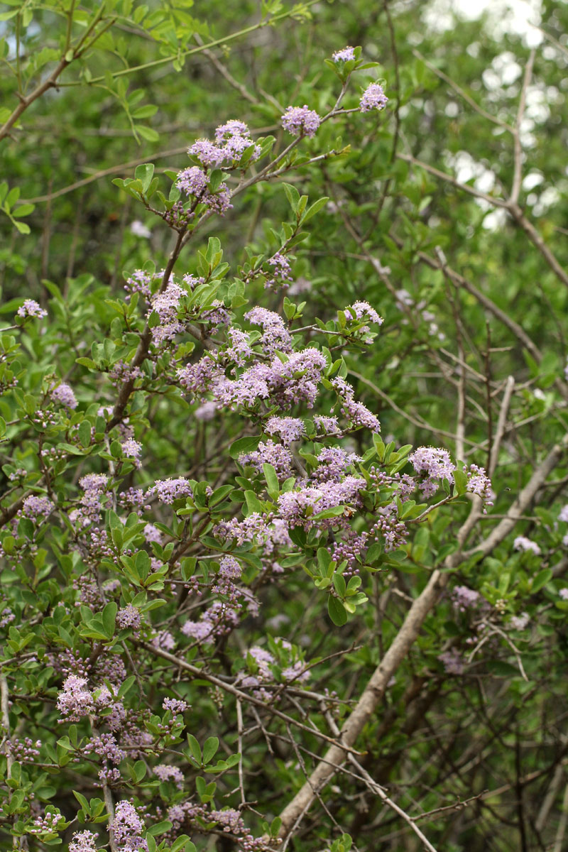 Ehretia rigida subsp. rigida