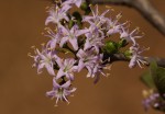 Ehretia rigida subsp. rigida