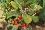 Ehretia rigida subsp. rigida