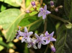 Ehretia rigida subsp. rigida
