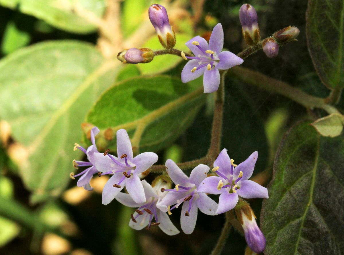 Ehretia rigida subsp. rigida