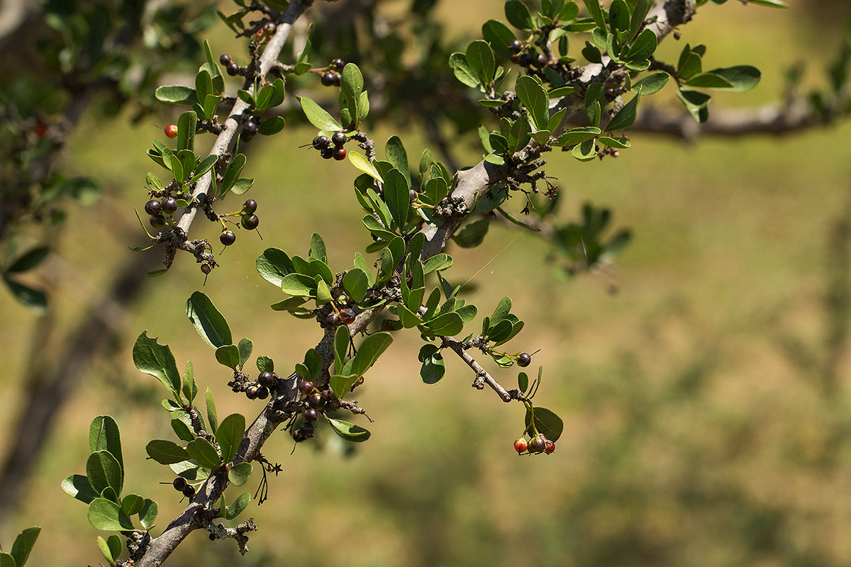 Ehretia rigida subsp. rigida