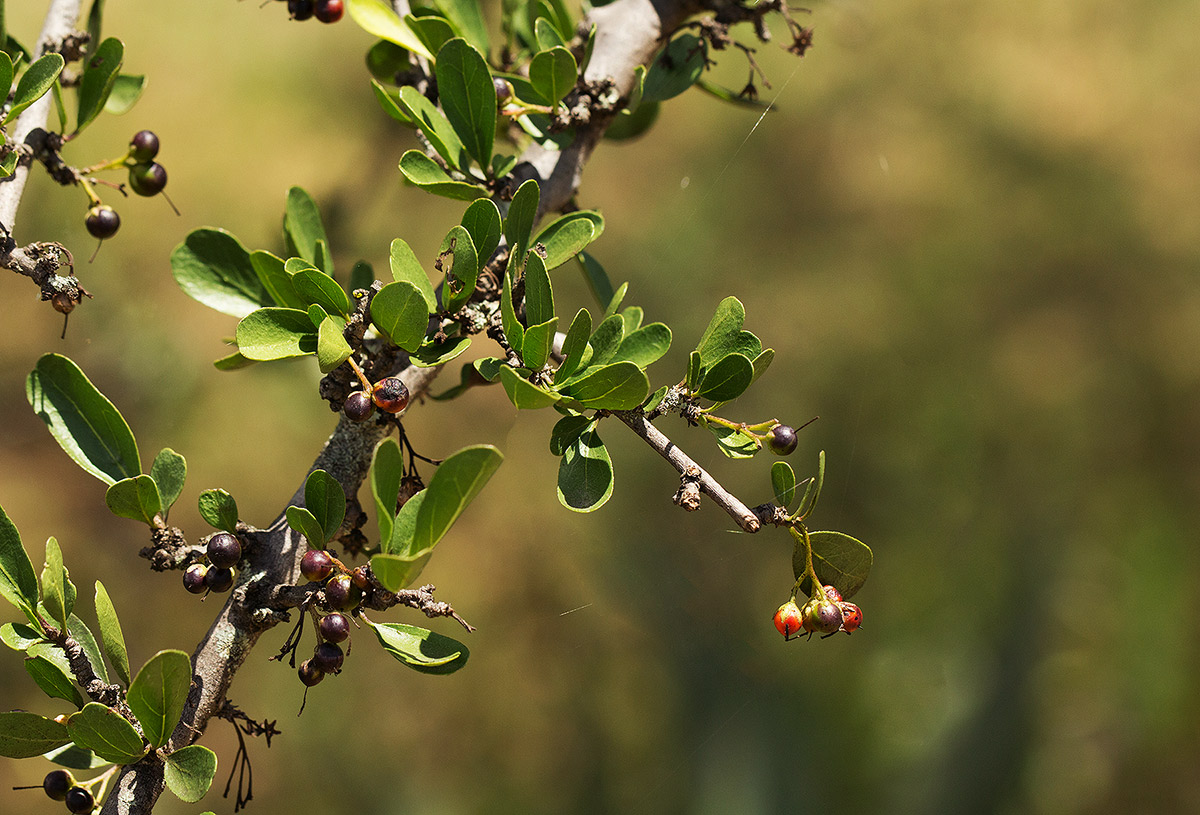 Ehretia rigida subsp. rigida