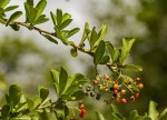 Ehretia rigida subsp. rigida
