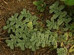 Coldenia procumbens