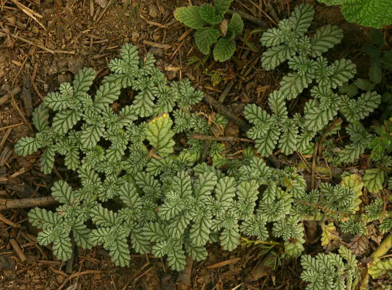 Coldenia procumbens