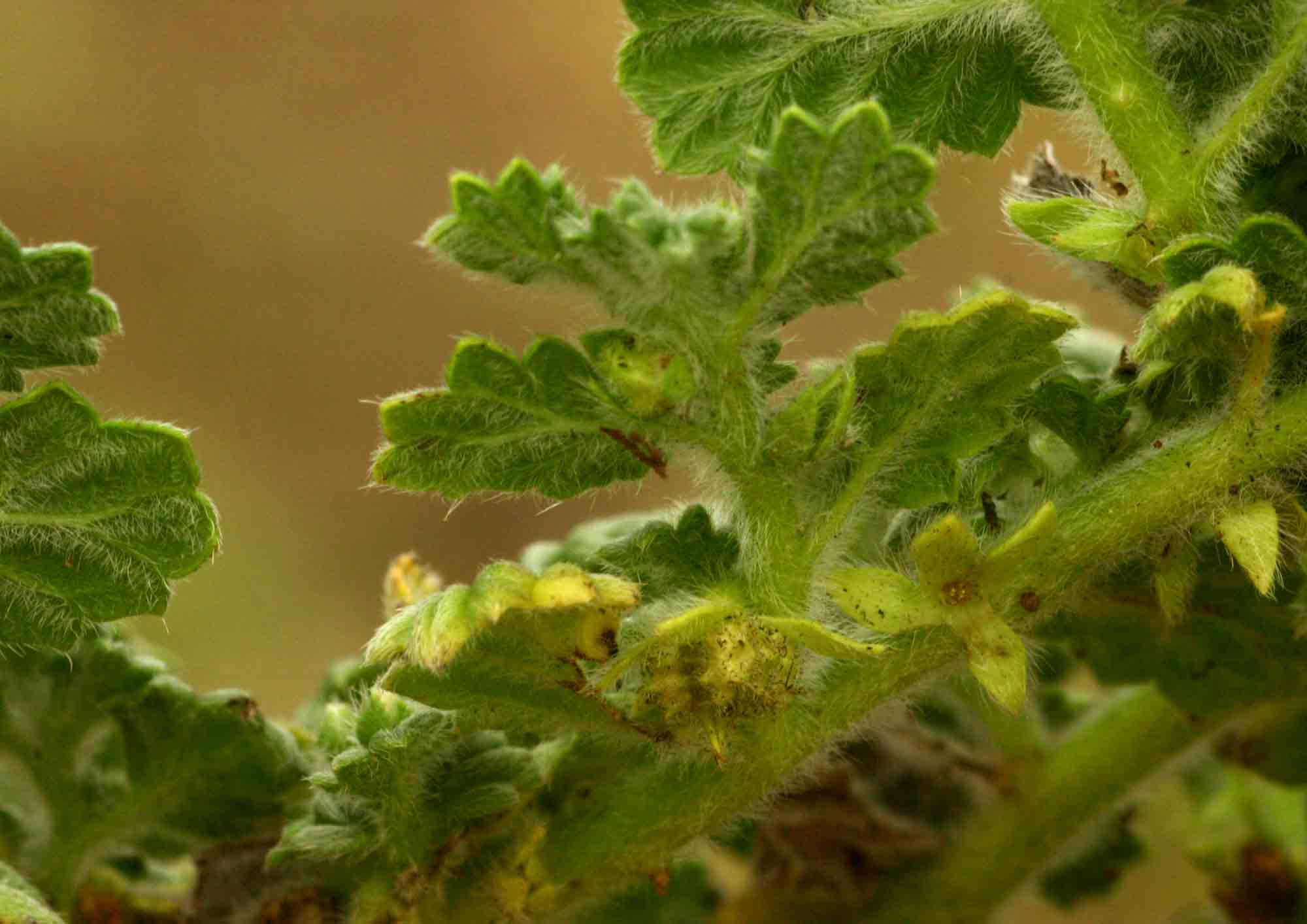 Coldenia procumbens