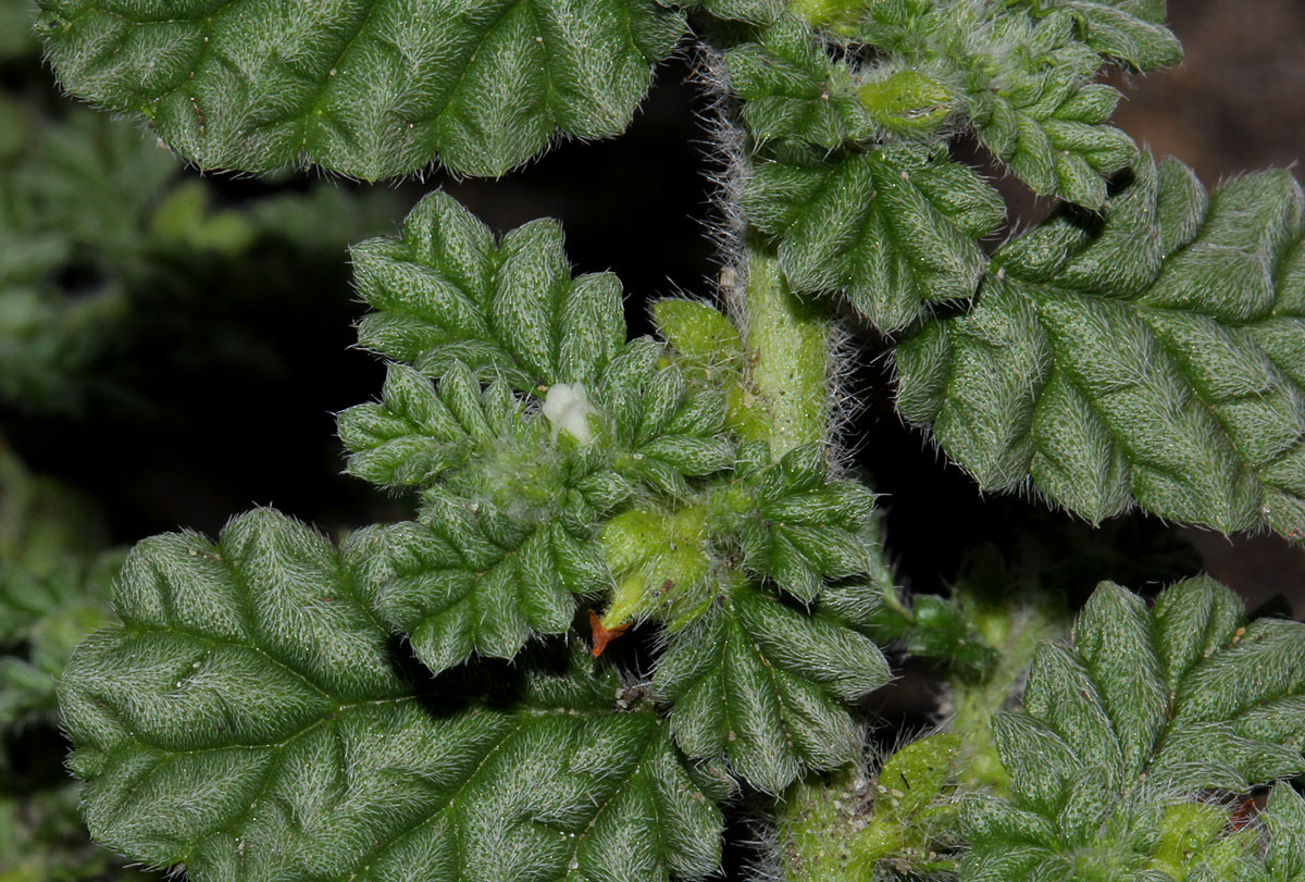Coldenia procumbens