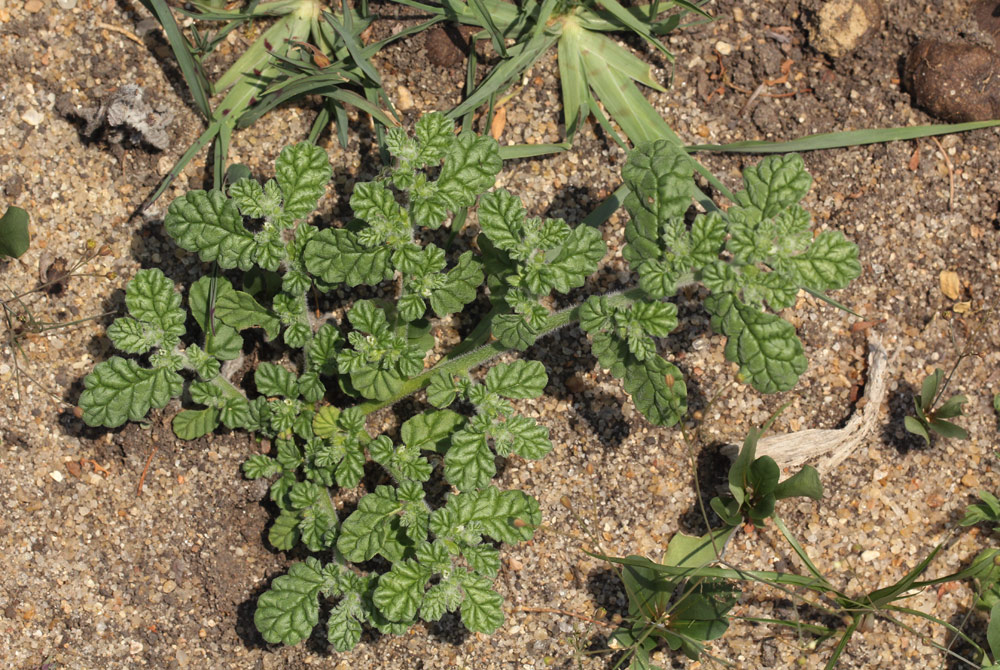 Coldenia procumbens