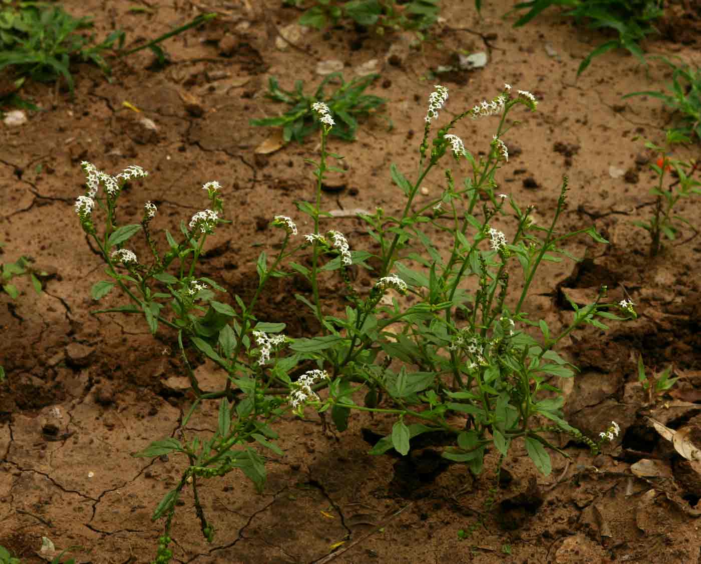Heliotropium ciliatum