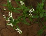 Heliotropium ciliatum