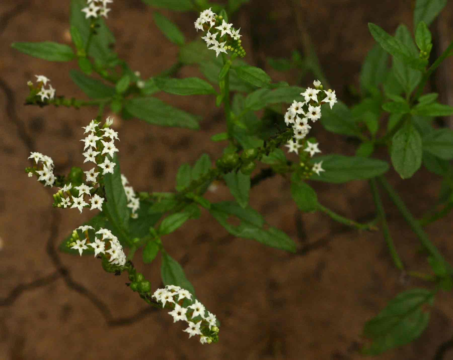 Heliotropium ciliatum