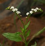 Heliotropium ciliatum