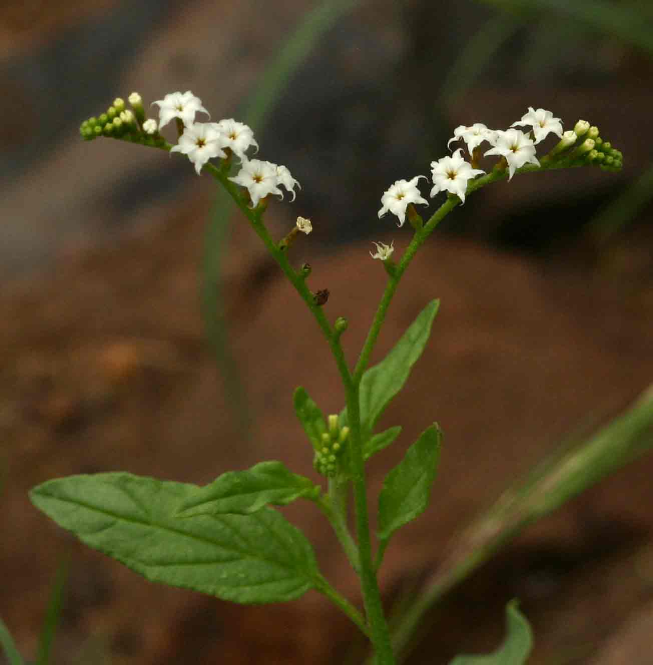 Heliotropium ciliatum