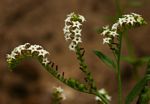 Heliotropium ciliatum
