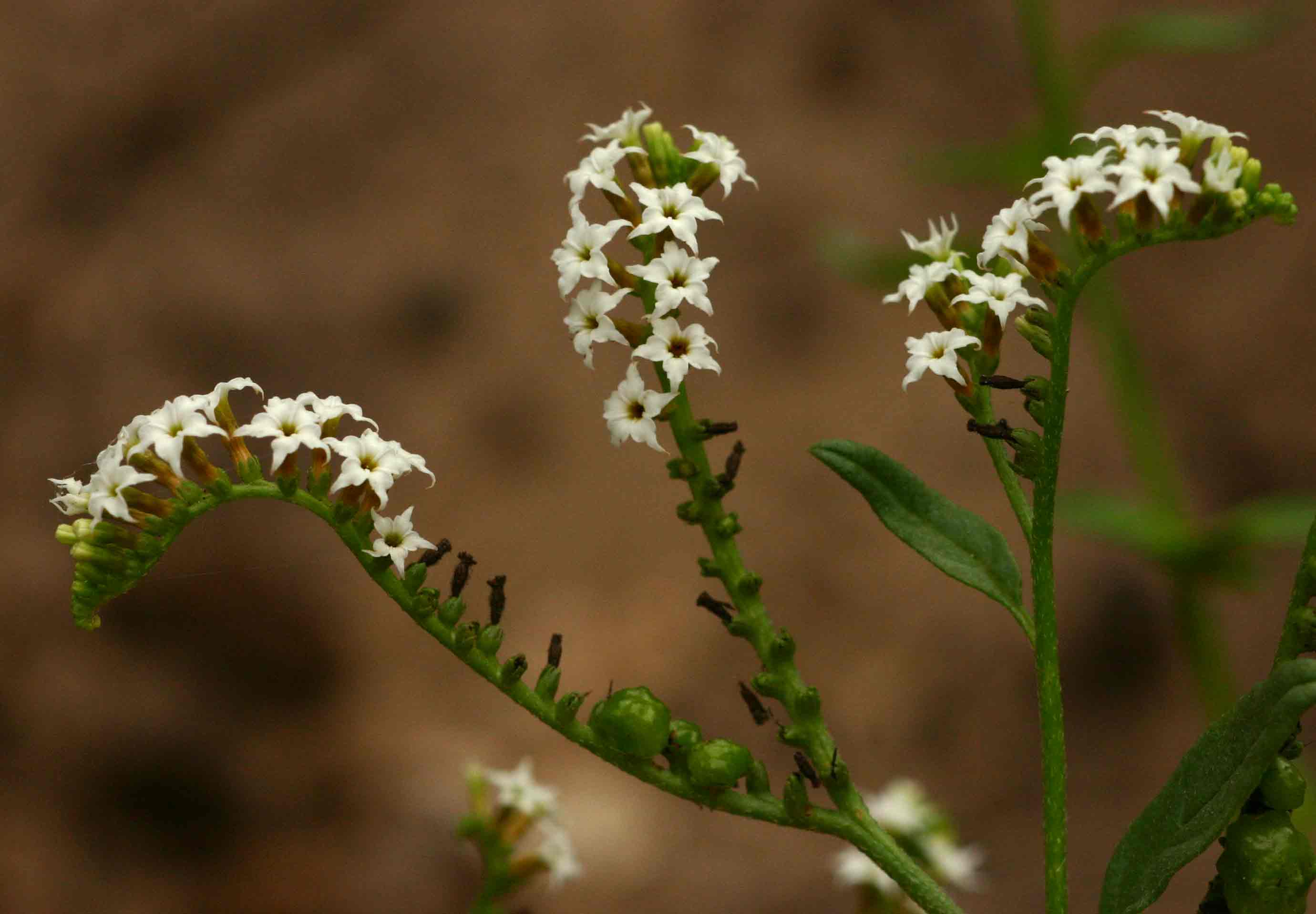 Heliotropium ciliatum