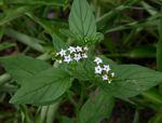 Heliotropium ciliatum