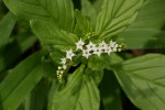 Heliotropium ciliatum