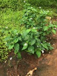 Heliotropium indicum