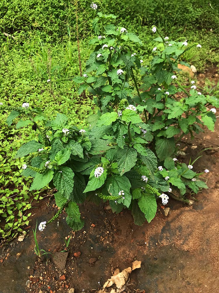 Heliotropium indicum