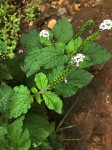 Heliotropium indicum