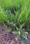 Heliotropium steudneri