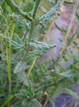 Heliotropium steudneri