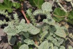 Heliotropium supinum