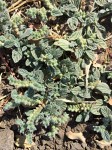 Heliotropium supinum