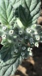 Heliotropium supinum
