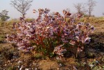 Trichodesma ambacense subsp. hockii