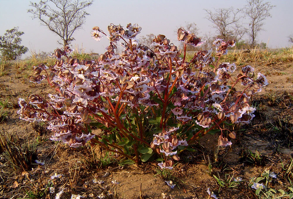 Trichodesma ambacense subsp. hockii