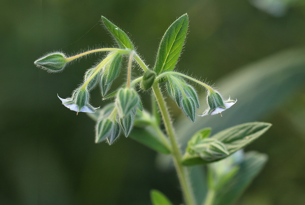 Trichodesma zeylanicum