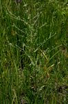 Cynoglossum lanceolatum