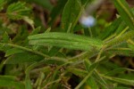 Cynoglossum lanceolatum