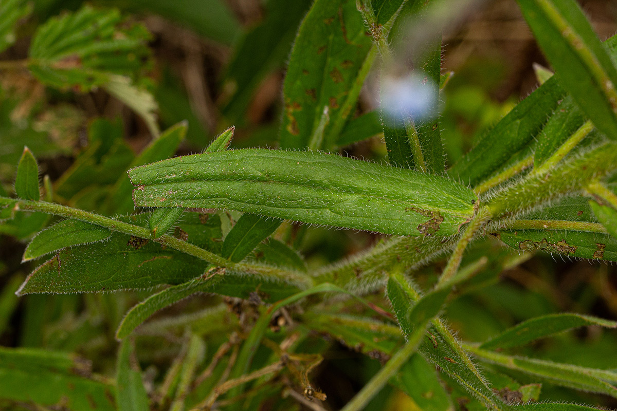 Cynoglossum lanceolatum