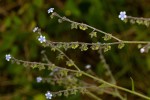 Cynoglossum lanceolatum