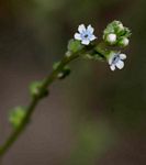 Cynoglossum lanceolatum