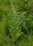 Cynoglossum lanceolatum